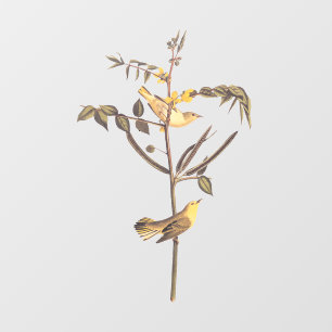 Children's Warbler Bird