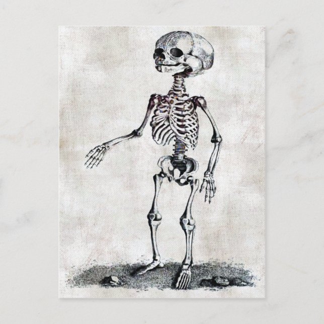 Child's Skeleton Postcard (Front)