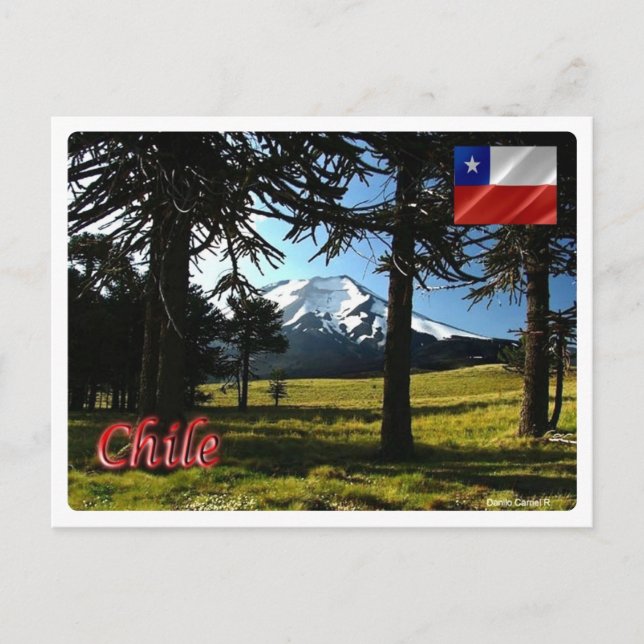 Chile - Araucarias - Postcard (Front)