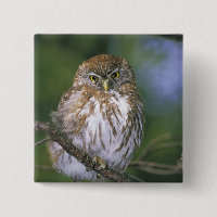 Chile, Aysen. Juvenile Autral Pygmy Owl