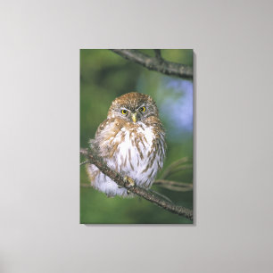 Chile, Aysen. Juvenile Autral Pygmy Owl Canvas Print