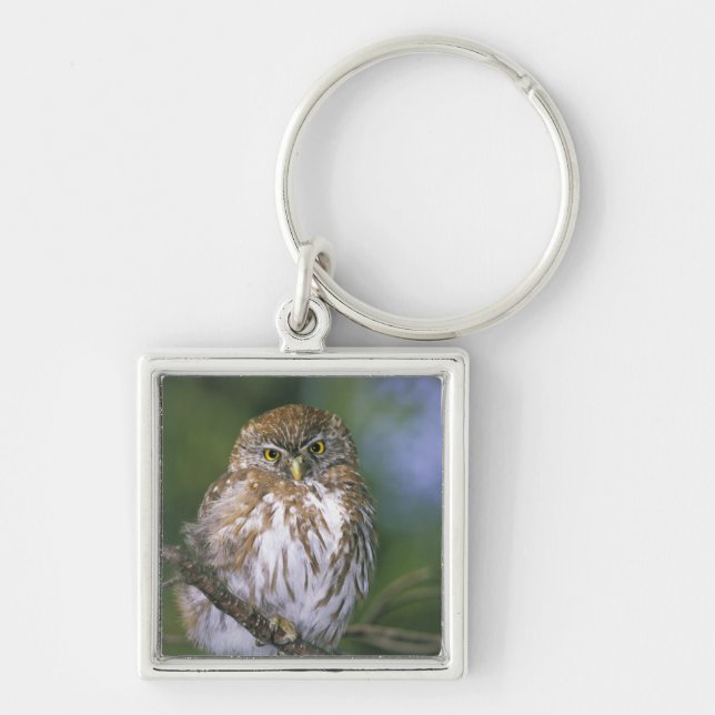 Chile, Aysen. Juvenile Autral Pygmy Owl Key Ring (Front)