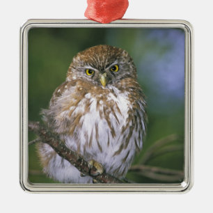 Chile, Aysen. Juvenile Autral Pygmy Owl Metal Tree Decoration