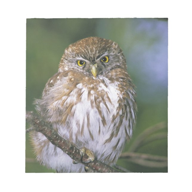 Chile, Aysen. Juvenile Autral Pygmy Owl Notepad (Front)