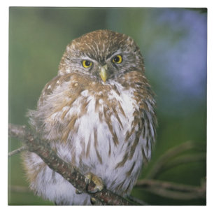 Chile, Aysen. Juvenile Autral Pygmy Owl Tile