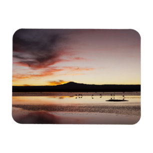 Chilean Flamingo Magnet