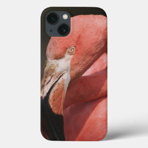 Chilean Flamingo, Phoenicopterus chilensis iPhone 13 Case