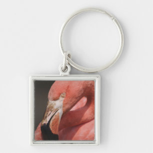 Chilean Flamingo, Phoenicopterus chilensis Key Ring