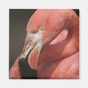 Chilean Flamingo, Phoenicopterus chilensis Magnet