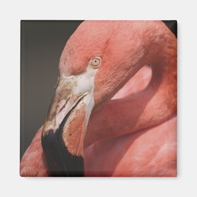 Chilean Flamingo, Phoenicopterus chilensis Magnet (Front)