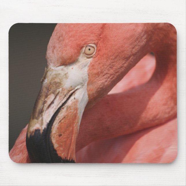 Chilean Flamingo, Phoenicopterus chilensis Mouse Pad (Front)