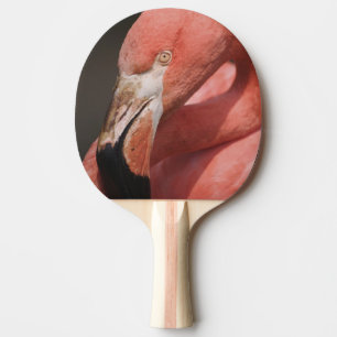 Chilean Flamingo, Phoenicopterus chilensis Ping Pong Paddle