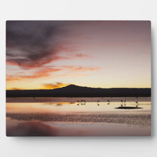 Chilean Flamingo Plaque