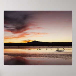 Chilean Flamingo Poster
