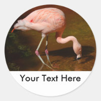 Chilean Flamingo Wildlife