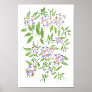 Chilean potato tree poster