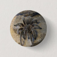 Chilean Rose Hair Tarantula