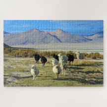 Chilean sheep 1014-pc