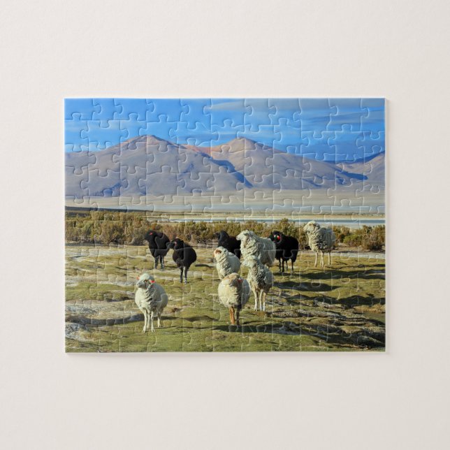 Chilean sheep jigsaw puzzle (Horizontal)