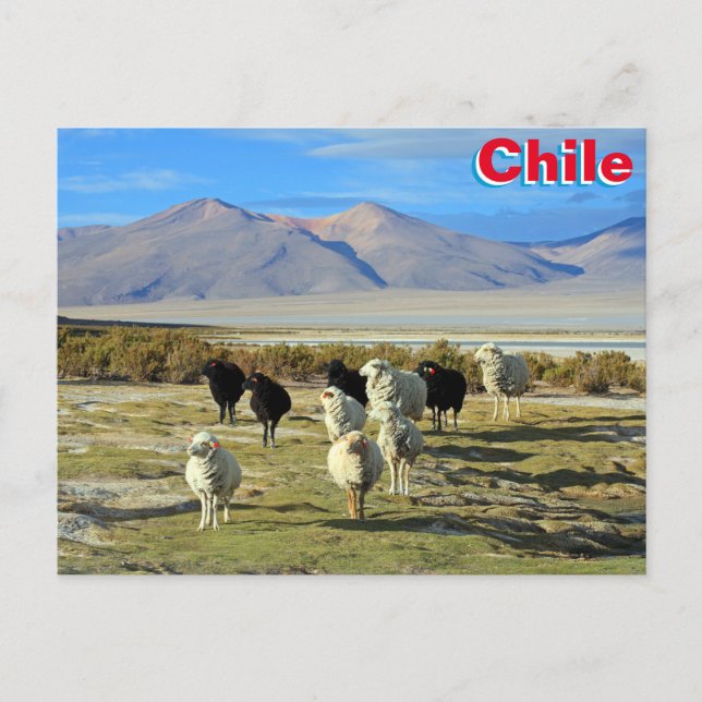 Chilean sheep postcard (Front)