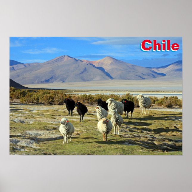 Chilean sheep poster (Front)