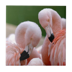 Chilensis flamingos tile