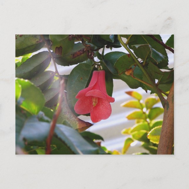 Chile's National Flower Postcard (Front)