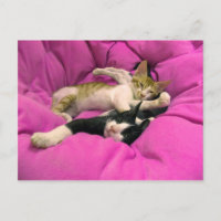 Chill Bill - Relax Max - Cute cats