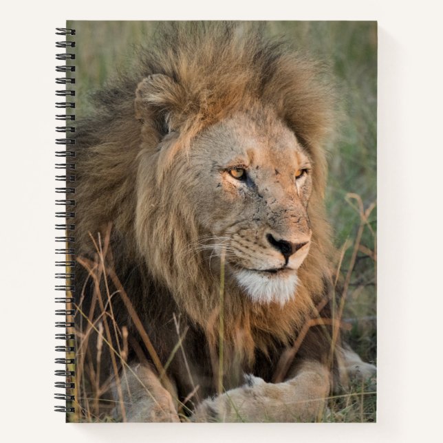 Chill Lion Personalise Name  Notebook (Front)