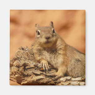 Chilled Out Ground Squirrel Magnet