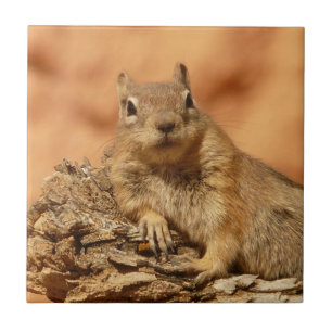 Chilled Out Ground Squirrel Tile