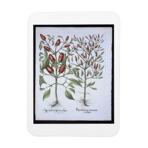 Chilli Pepper plants, from the 'Hortus Eystettensi Magnet