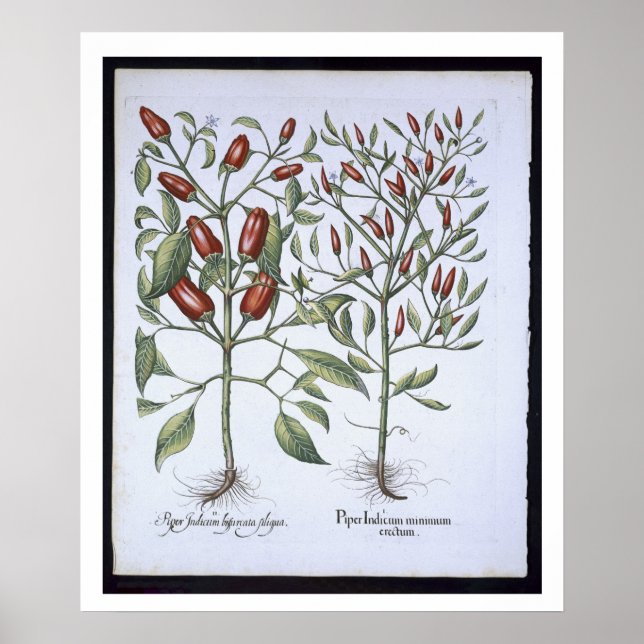 Chilli Pepper plants, from the 'Hortus Eystettensi Poster (Front)