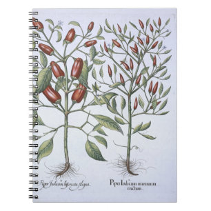Chilli Pepper plants, from the 'Hortus Eystettensi Spiral Notebook