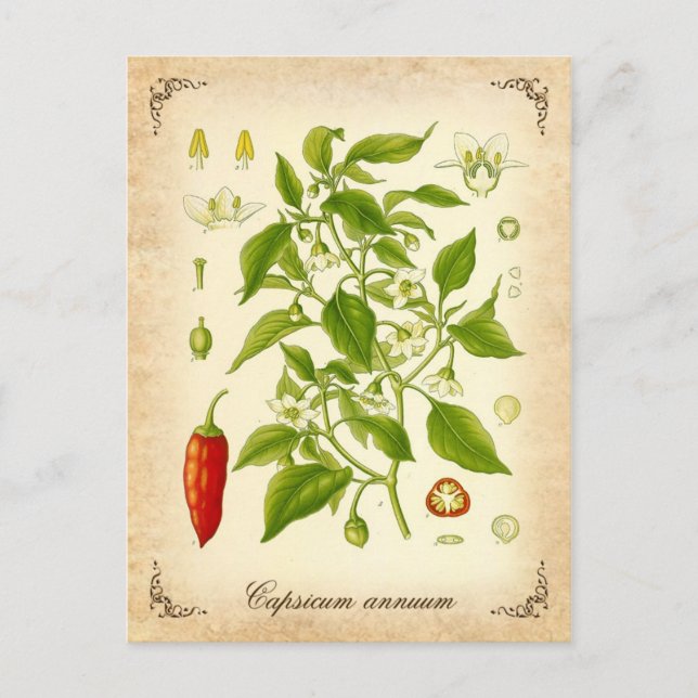 Chilli Pepper - vintage illustration Postcard (Front)
