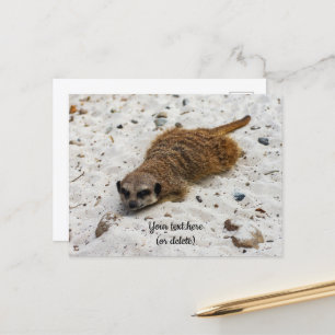 Chillin' Meerkat Postcard