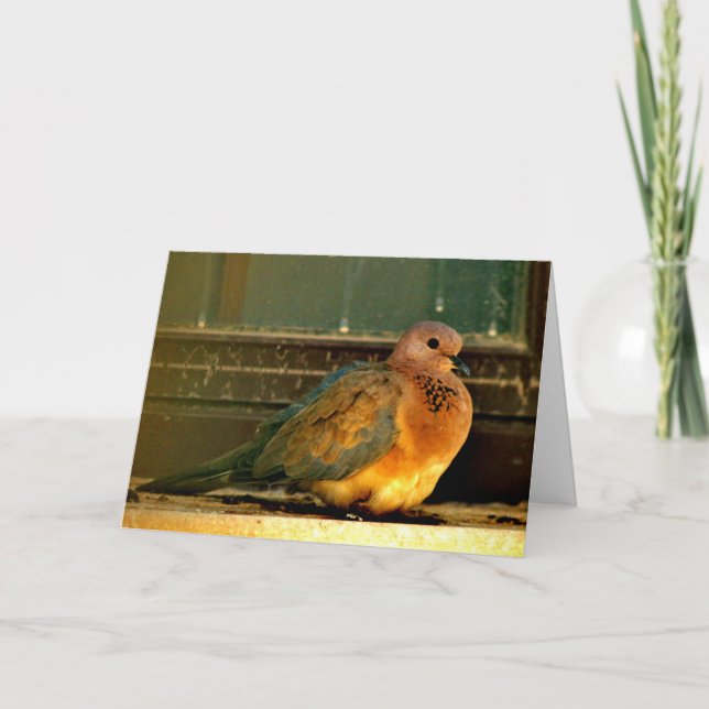 Chilly Dove Card (Front)