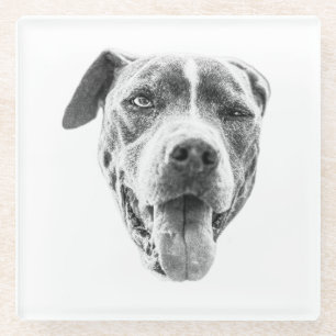 Chilly Dusk Canine Echo Glass Coaster