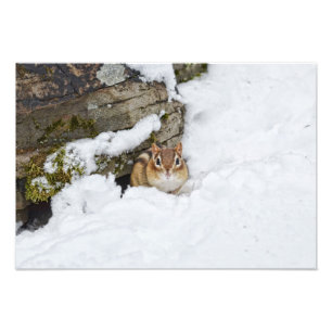 Chilly Little Chipmunk in the Snow Photo Print