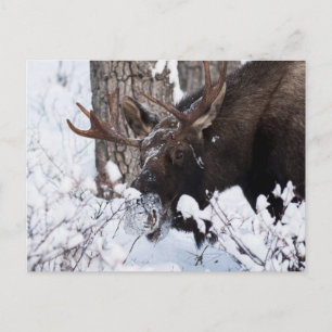 Chilly Moose Postcard