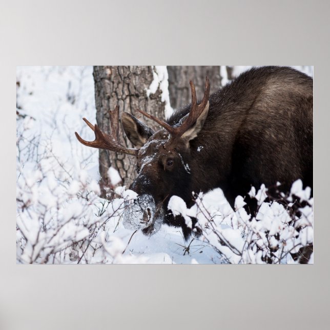 Chilly Moose Poster (Front)