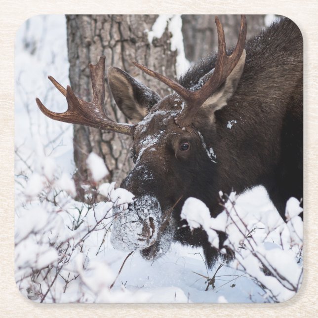 Chilly Moose Square Paper Coaster (Front)