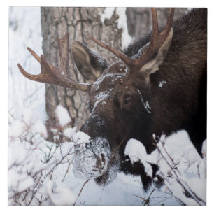 Chilly Moose Tile