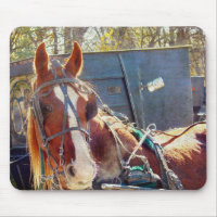 Chilly Morning Amish Horse