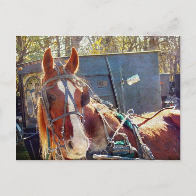 Chilly Morning Amish Horse Postcard (Front)