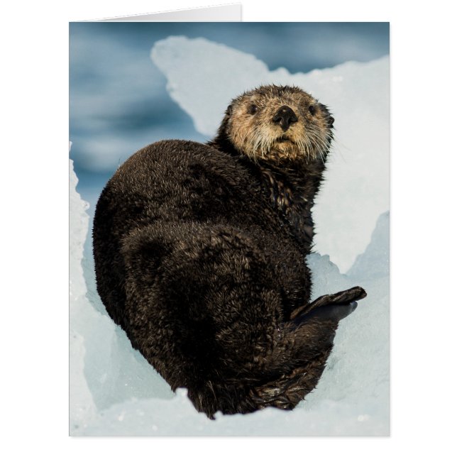 Chilly Sea Otter (Front)