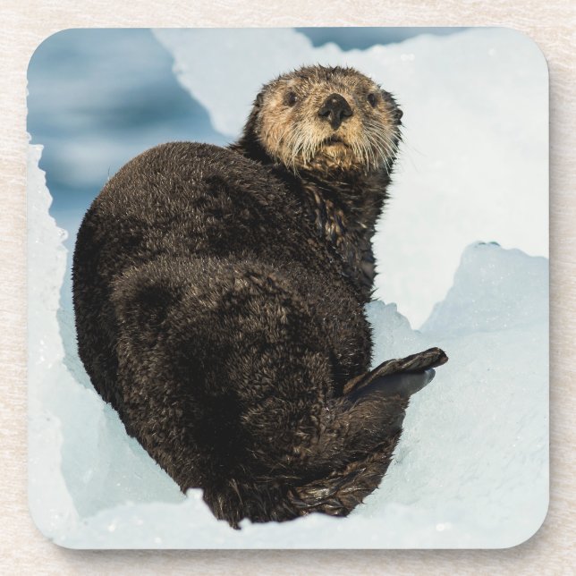 Chilly Sea Otter Coaster (Front)