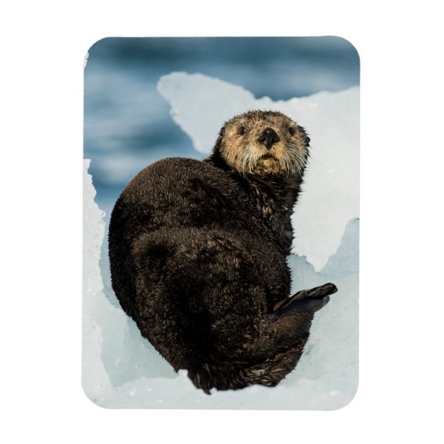 Chilly Sea Otter Magnet (Vertical)