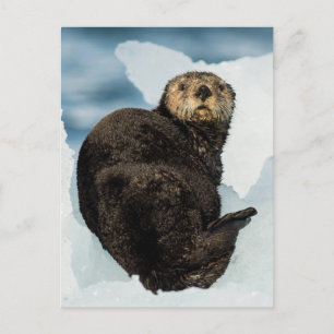 Chilly Sea Otter Postcard