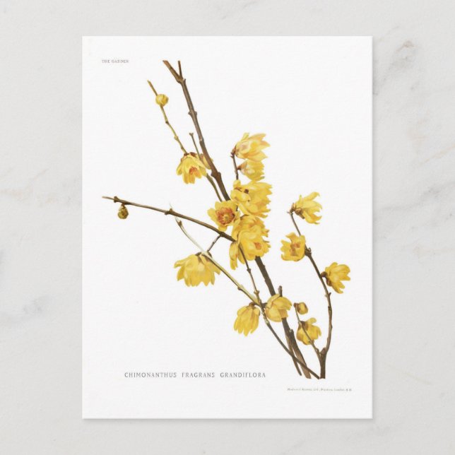 Chimonanthus fragrans postcard (Front)